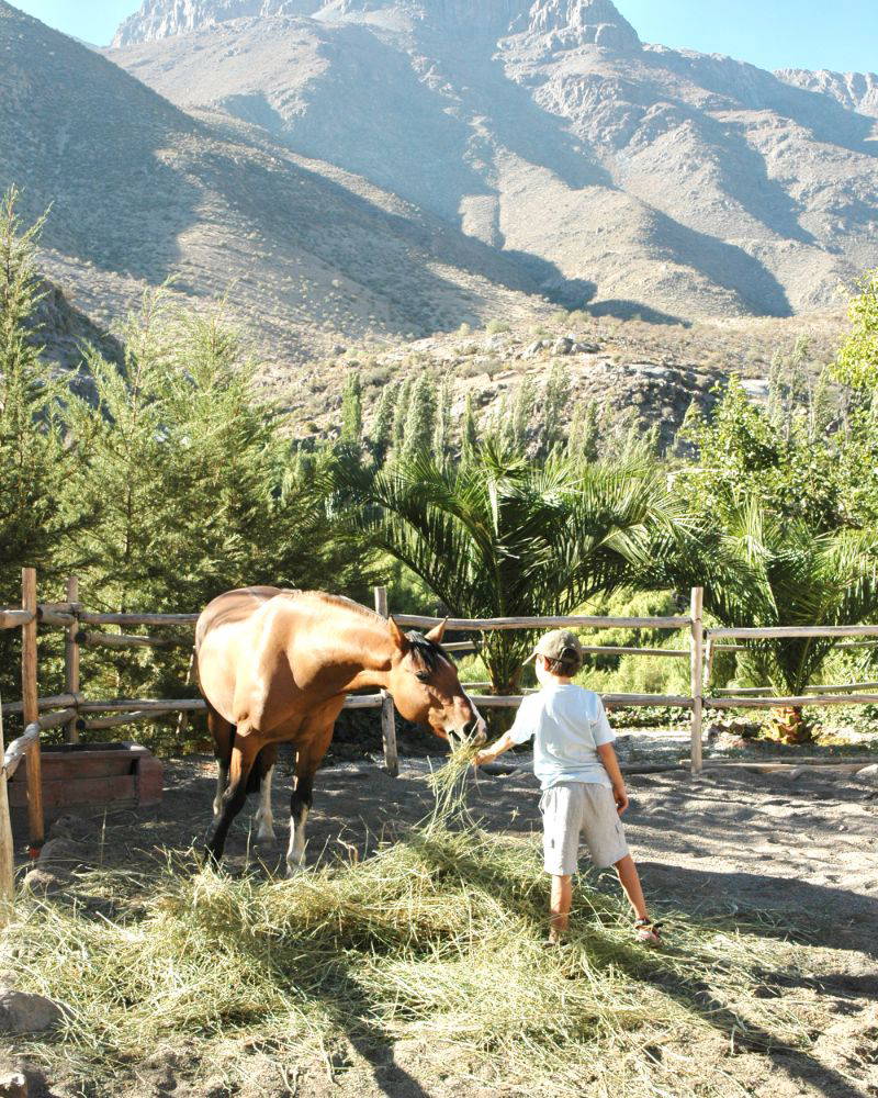 Eli feeding horse copy