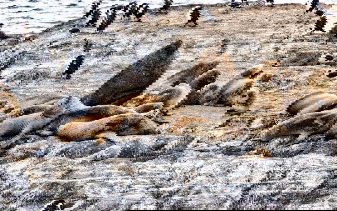 Ushuaia and Tierra del Fuego