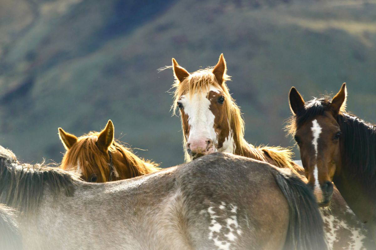Baguales horses at Sierra BagualesRS