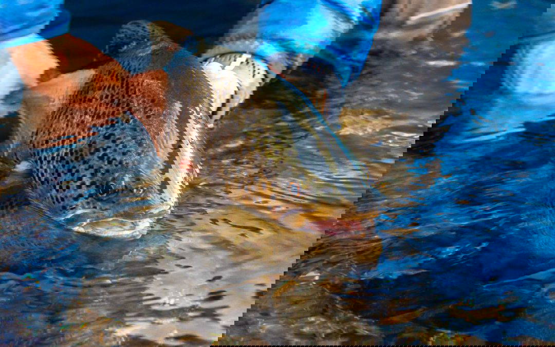Fly Fishing