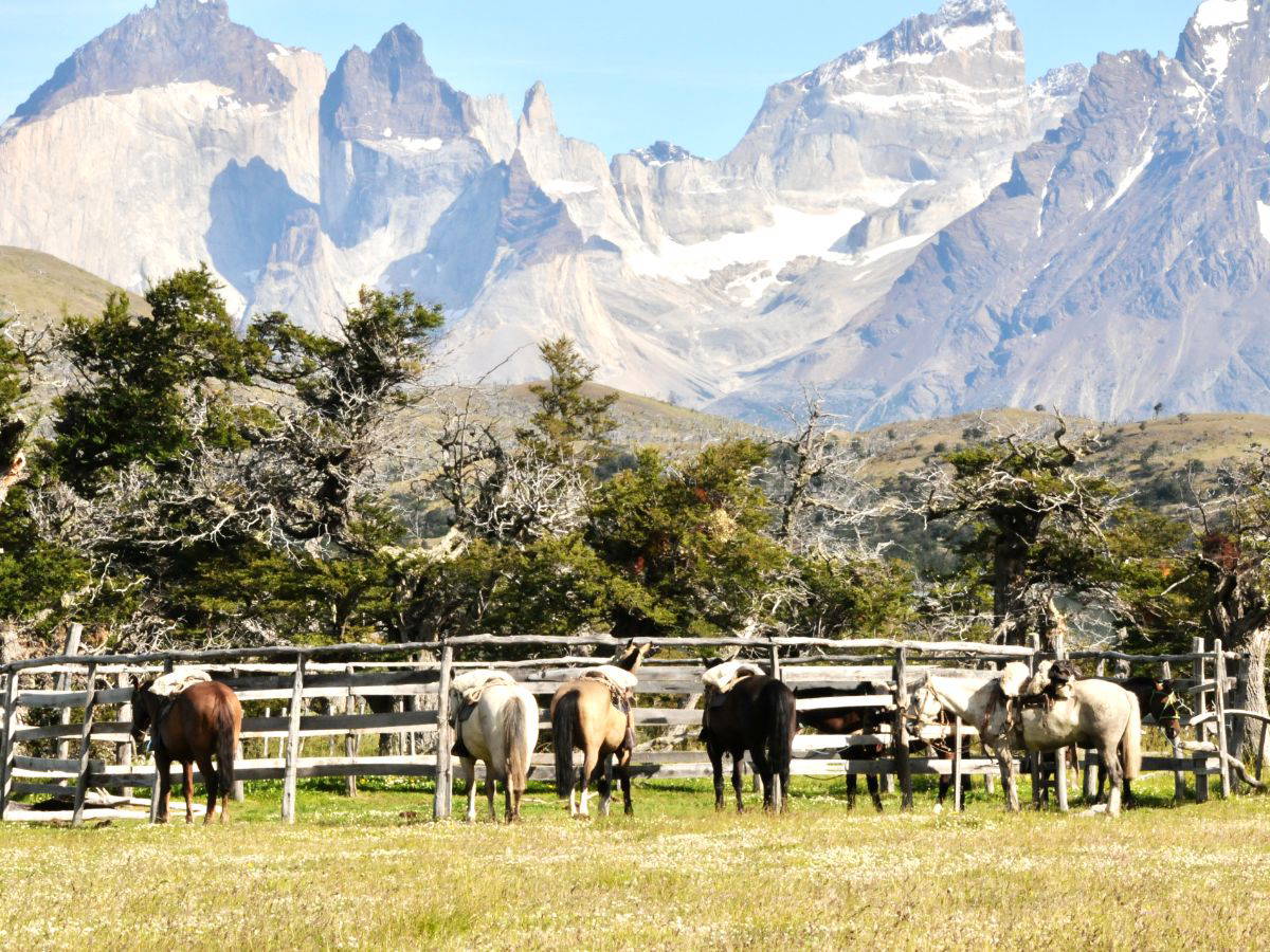 Estancia Lazo Horses ViewRS