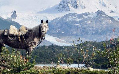 Horse Riding In Patagonia