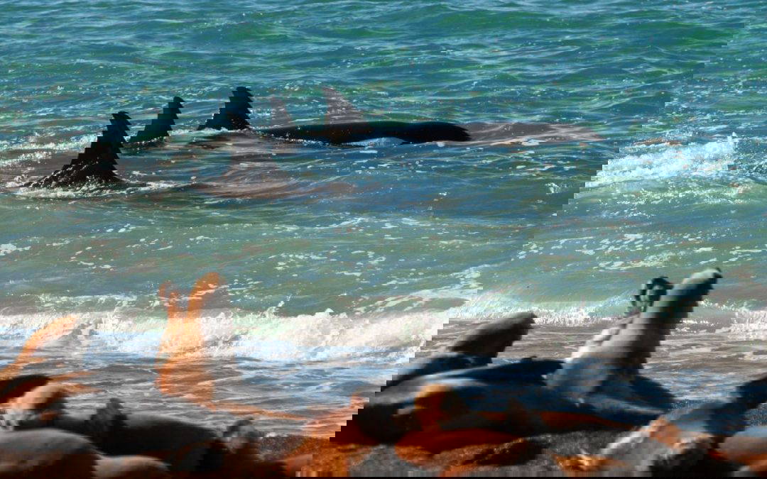 Atlantic Patagonia and Peninsula Valdes