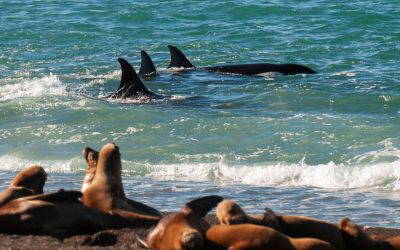 Atlantic Patagonia and Peninsula Valdes