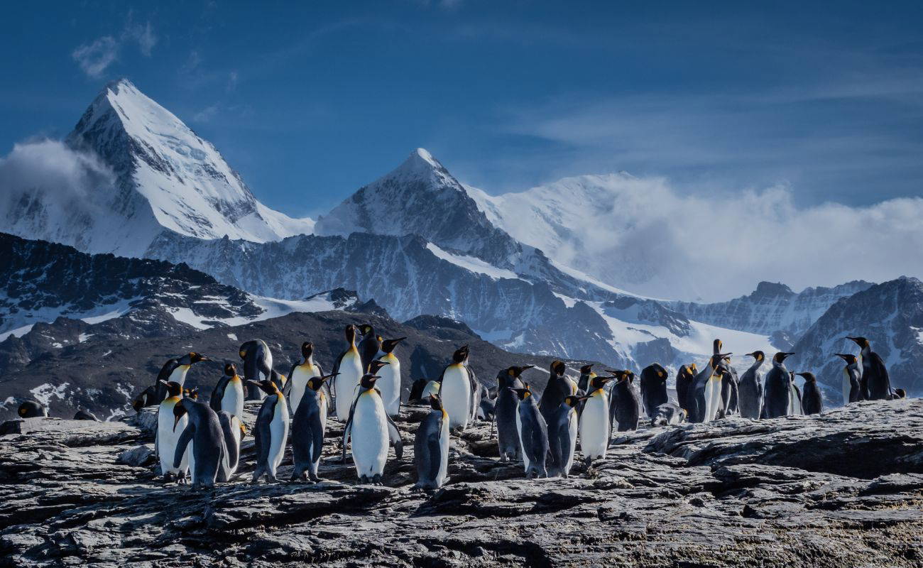 PL South Georgia King PenguinsRS