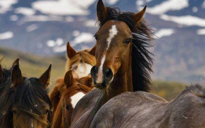 Wild Horse Round-up Ride