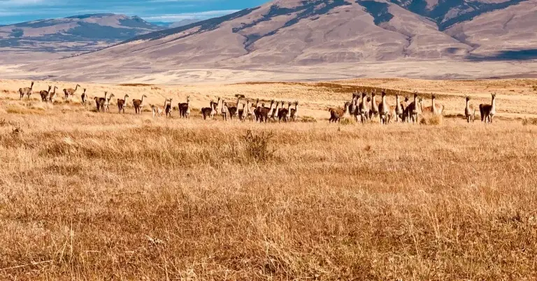 Guanacos on Pampas
