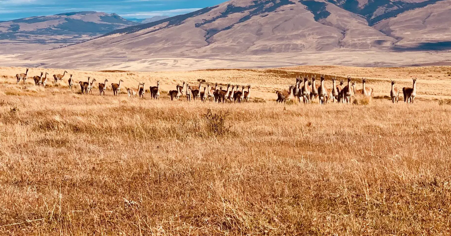 Guanacos on Pampas