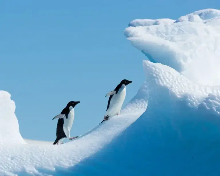 Antarctica Penguins
