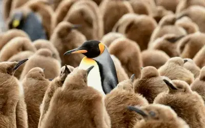 Falklands, South Georgia and Antartica
