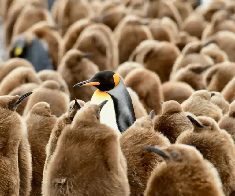 Fortuna Bay Penguins