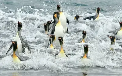 Celebrating Antarctica