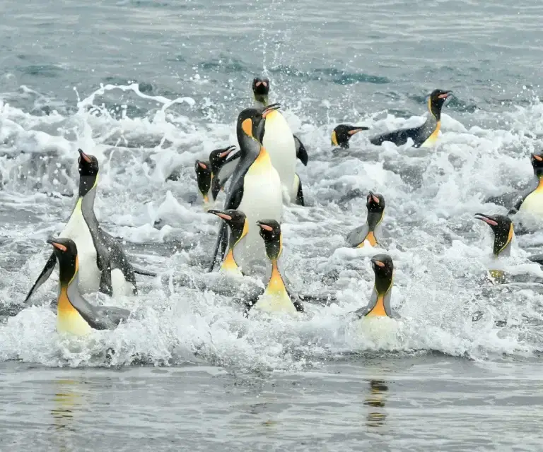 Antarctica Voyage Penguins