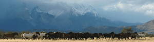 wild horses Torres del paine